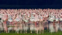 Insurance for Lake nakuru national park