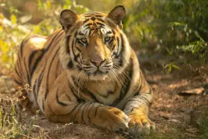 Insurance for Periyar Tiger Reserve 