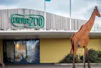 Travel insurance for Chester Zoo
