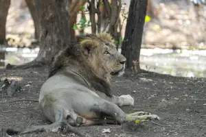 Insurance for Periyar Tiger Reserve 