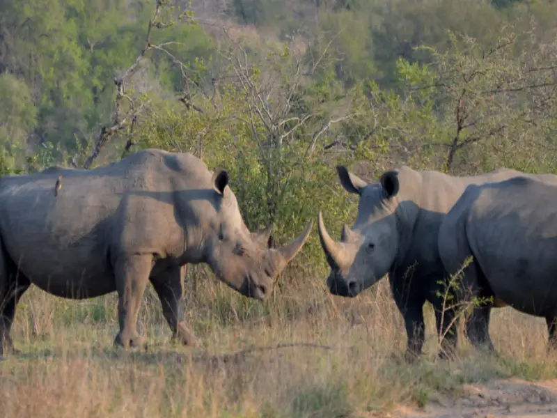 Travel insurance for Kruger National Park