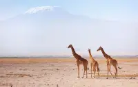 Insurance for Amboseli national park