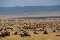 Maasai mara national park