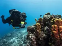 Scuba Diving
