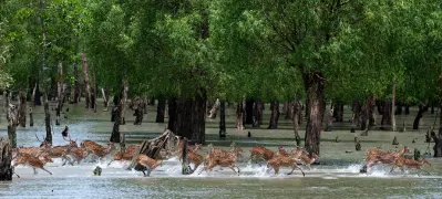 Sundarbans Forest
