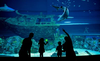 India travel to Texas State Aquarium, Texas