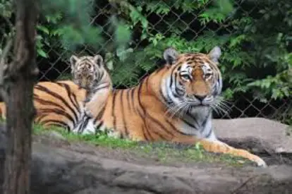 Travel insurance for Tigerpark Hagenbeck