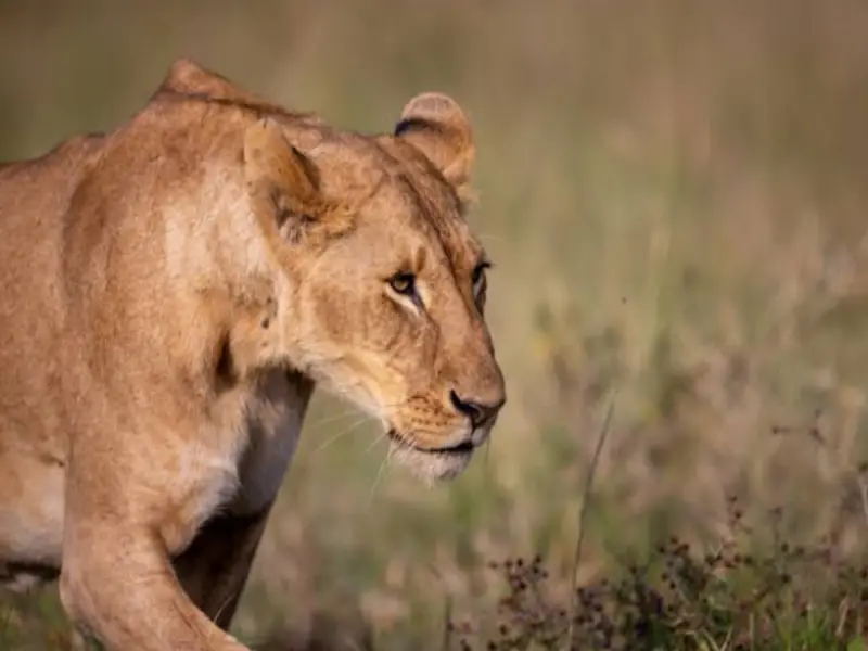 African landscape, a popular Africa destination for UK travelers