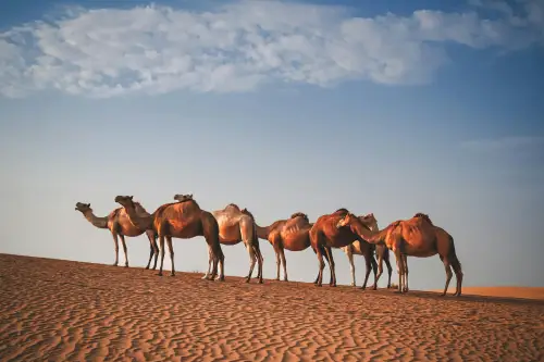 Dubai Desert Safari