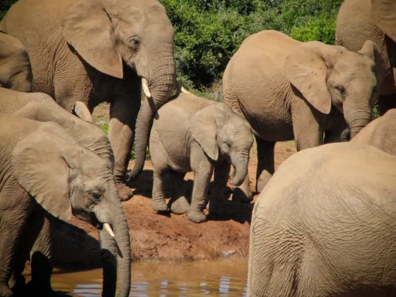 Travel insurance for Addo Elephant Park