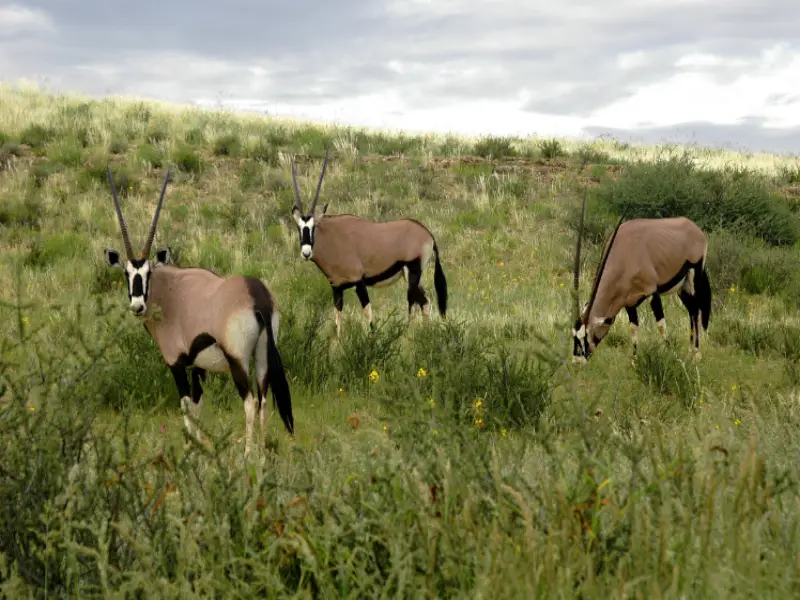 Travel insurance for Kgalagadi Transfrontier Park