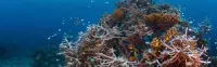 Funafuti Conservation Area
